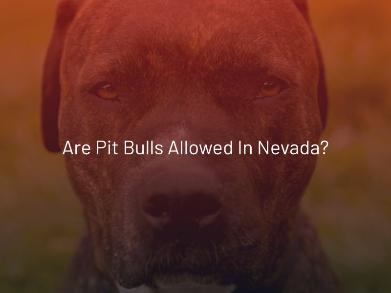 which states allow pit bulls