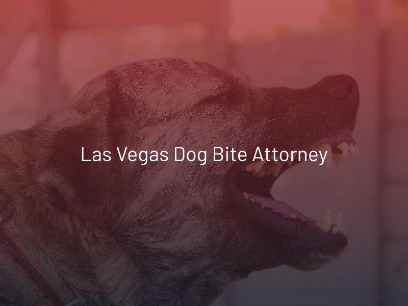 Las Vegas Dog Bite Attorney